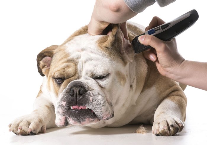 ניקוי אוזניים של בולדוג אנגלי