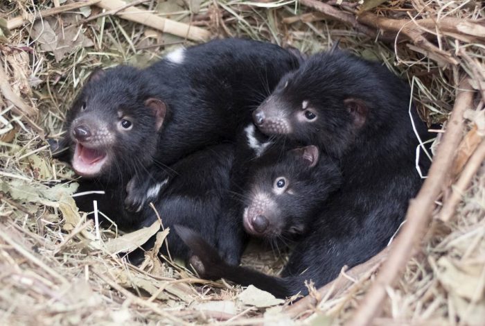 גורי שדים טסמניים