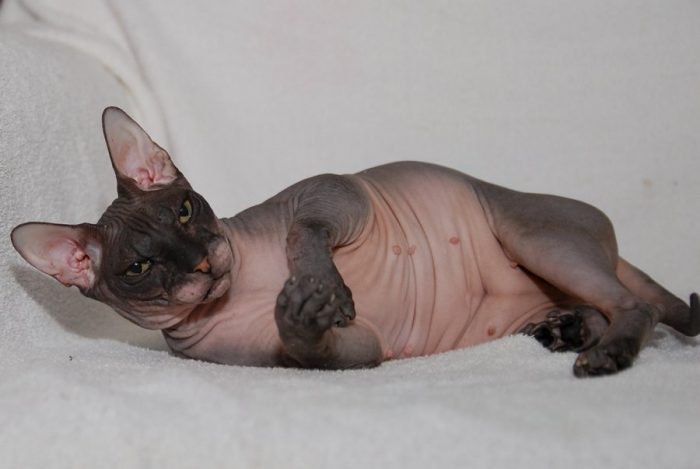 הדון ספינקס חולה