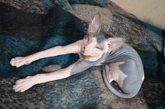 דון ספינקס שוכב על המיטה