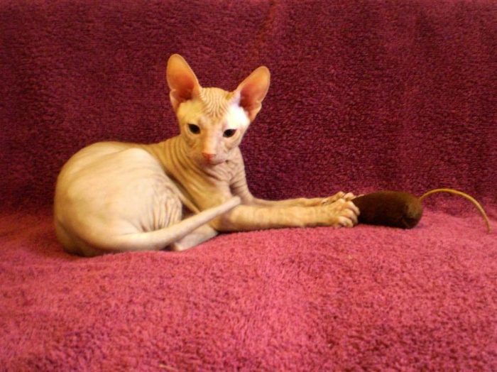 דון ספינקס עם צעצוע