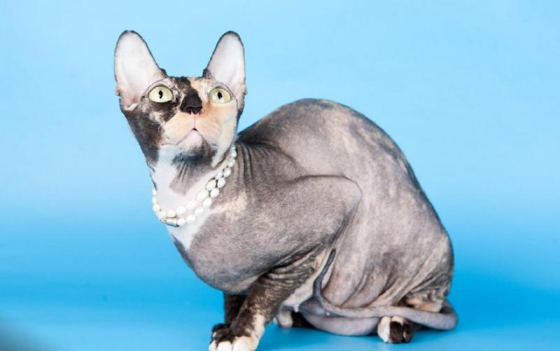 אודות גזע חתולי דון ספינקס