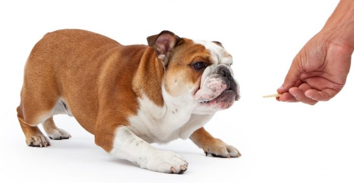 אילוף בולדוג אנגלי