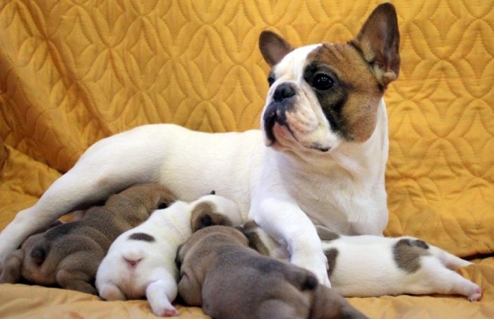 בולדוג צרפתי מאכיל את הגורים שלו.