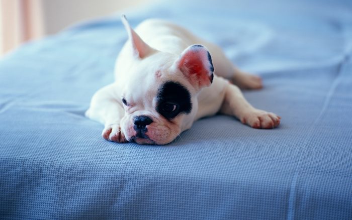 בולדוג צרפתי שוכב על המיטה