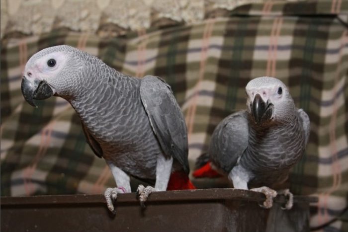 איך לקרוא לתוכי אפור