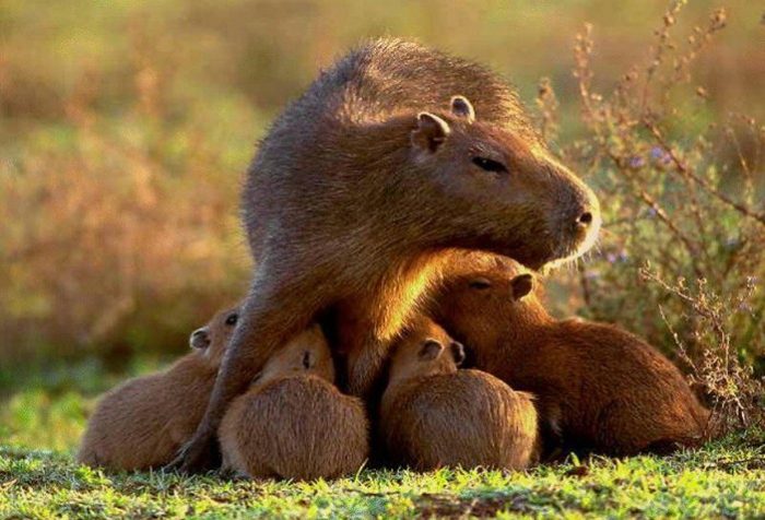 קפיברה מאכילה את גוזליה בחלב.