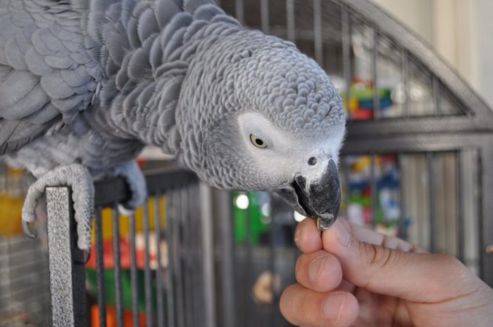 האכלת תוכי אפור ביד
