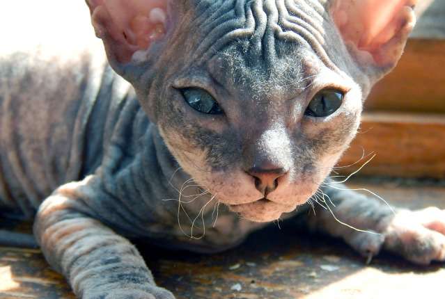 גור דון ספינקס