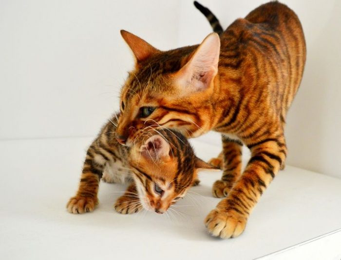 גור טויגר עם אמו