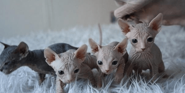 גורי דון ספינקס