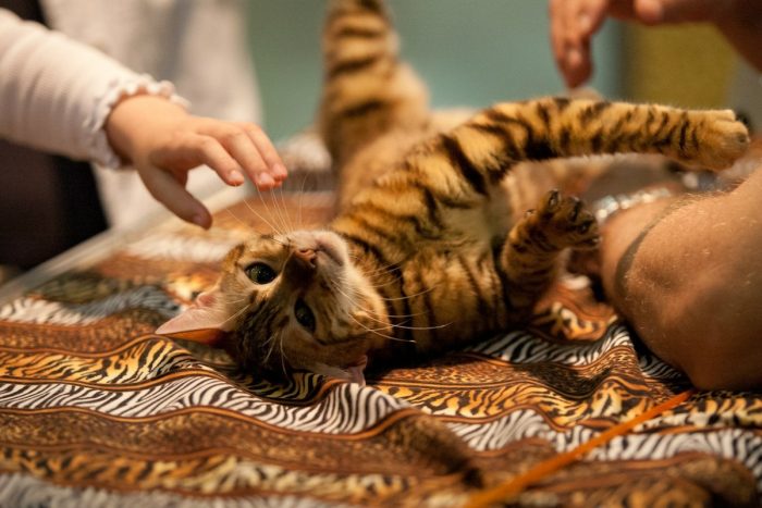 אופיו השליו של הטויגר