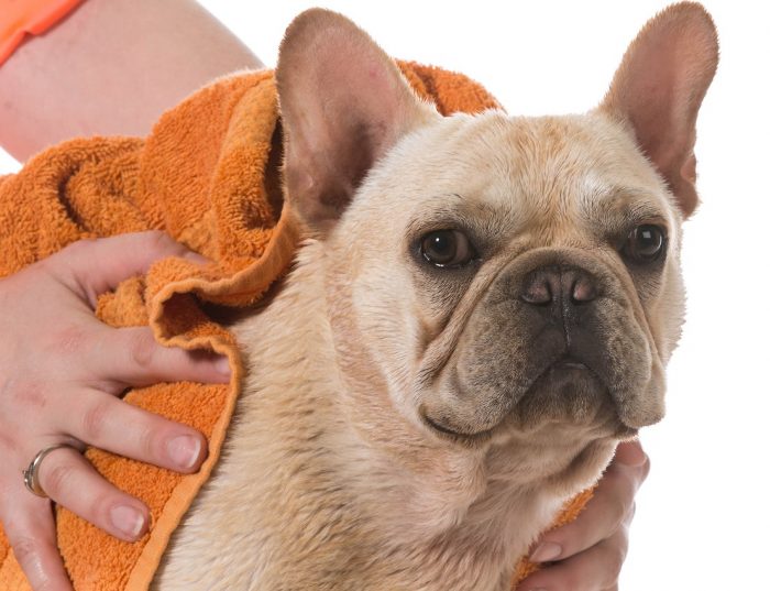 שטיפת בולדוג צרפתי