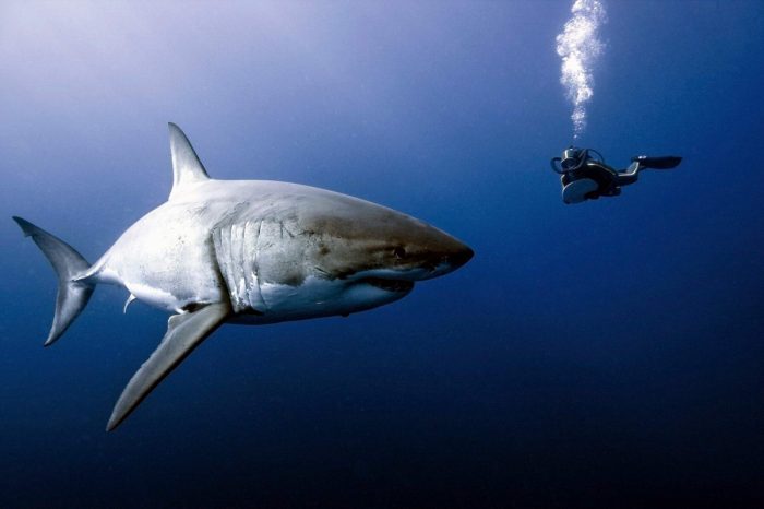 מפגש של כריש לבן גדול עם אדם