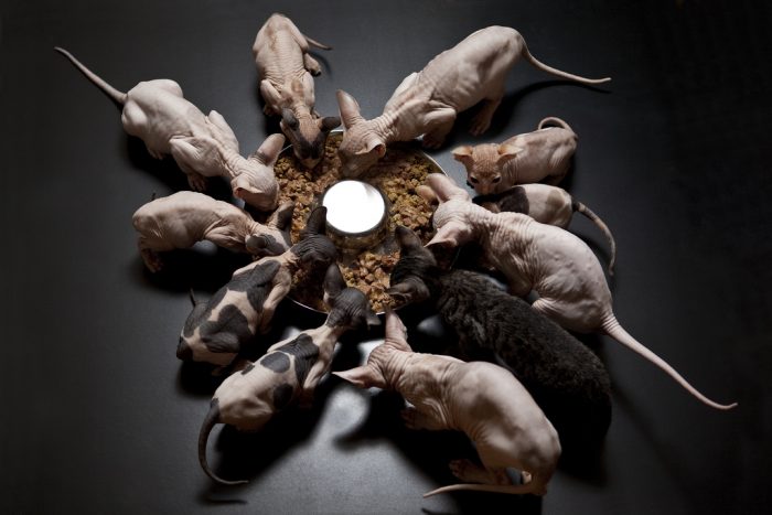 דיאטת דון ספינקס