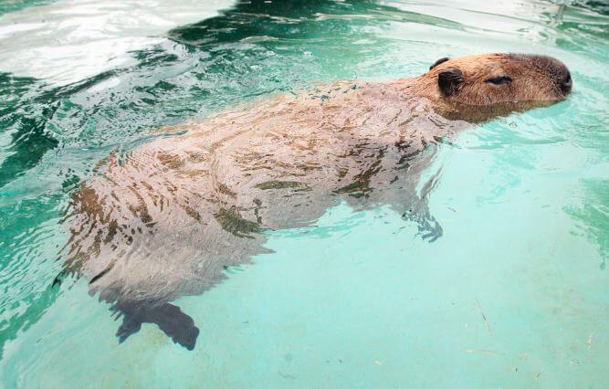 קפיברה שוחה בבריכה