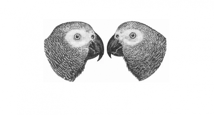 הבדלים מיניים בתוכים אפורים אפריקאים