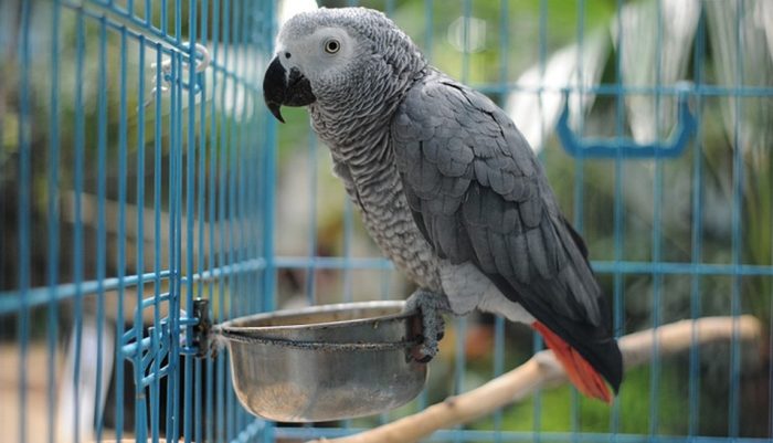 תוכי אפור בכלוב