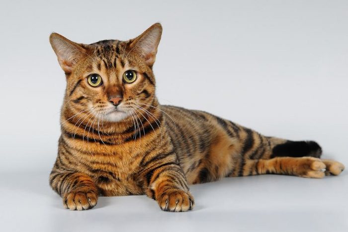 גזע חתולי טויגר