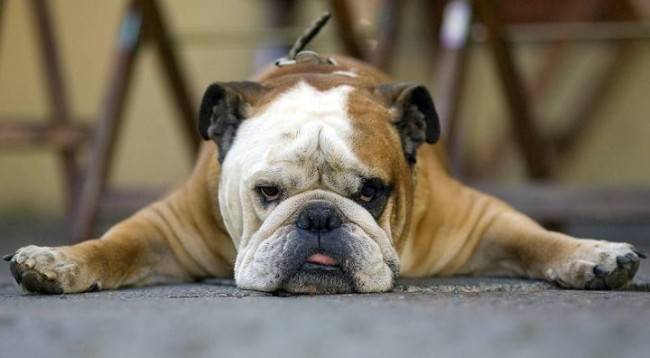 מחלות בולדוג אנגלי