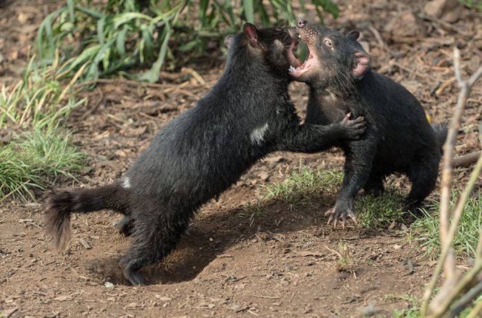 שדים טסמניים נלחמים