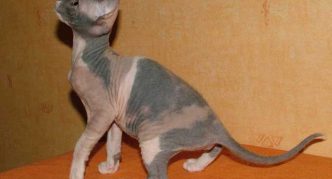 ספינקס דון מנוקד