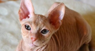 ספינקס דון אדום