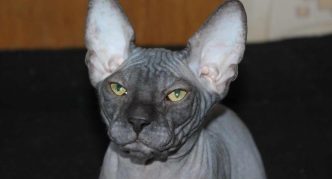 ספינקס אפור דון