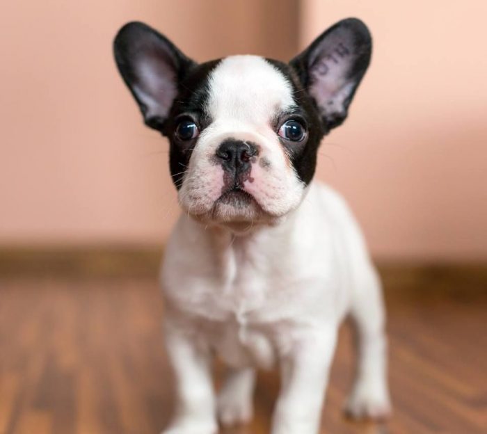 גור בולדוג צרפתי בבית חדש