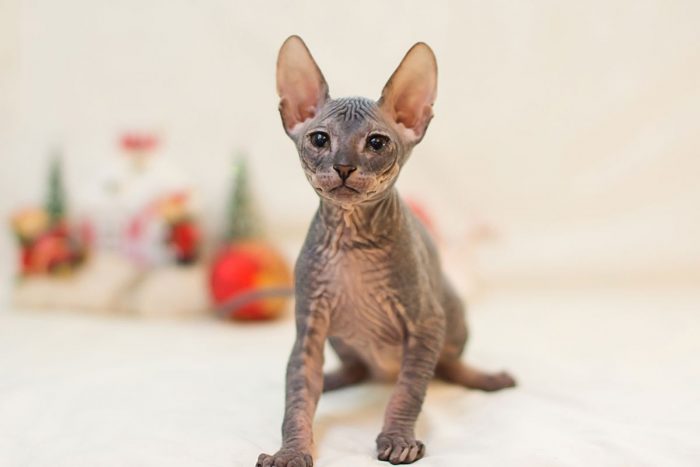 תקן גזע דון ספינקס