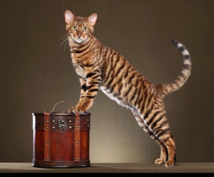 תקן גזע טויגר