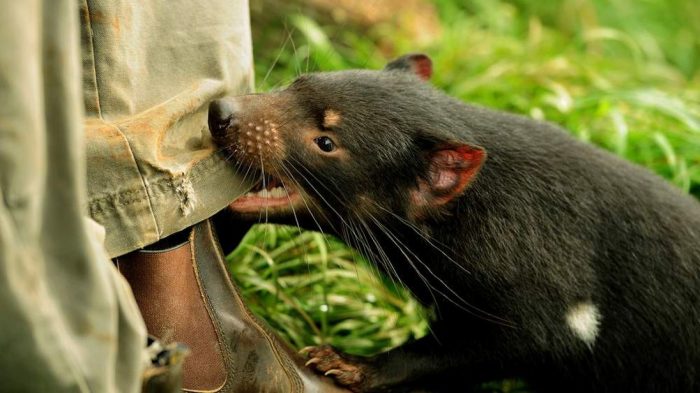 שד טסמני מכרסם את מכנסיו של גבר.