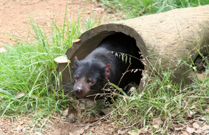 שד טסמני במאורה