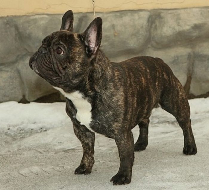 בולדוג צרפתי בריינדל