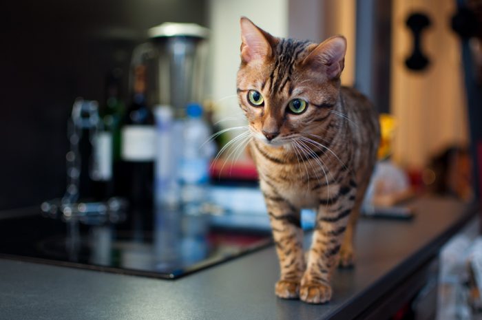 טויגר על השולחן