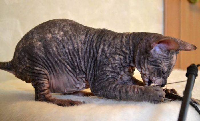 גידול ספינקס דון