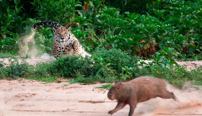 יגואר צד קפיברה.