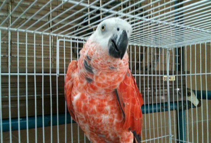 אפור מלכותי