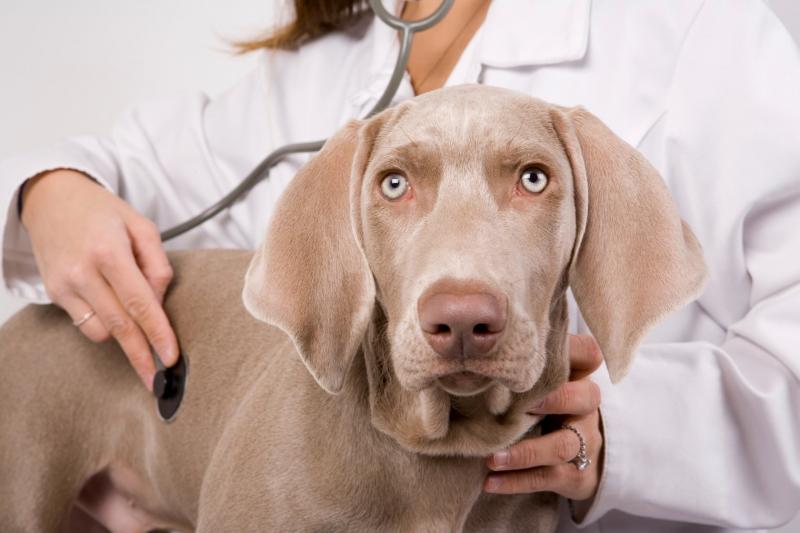 Babesiosis in dogs