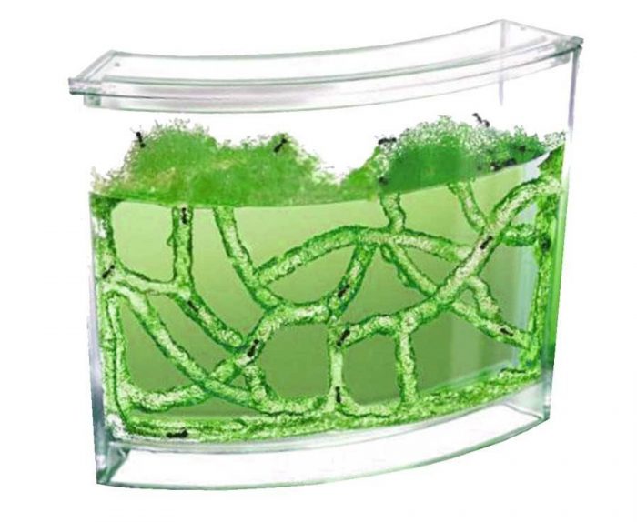 חוות נמלים בג'ל