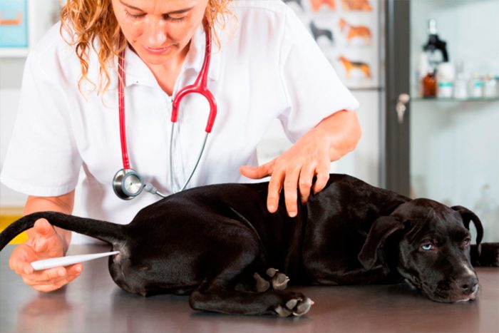 מדידת חום של כלב