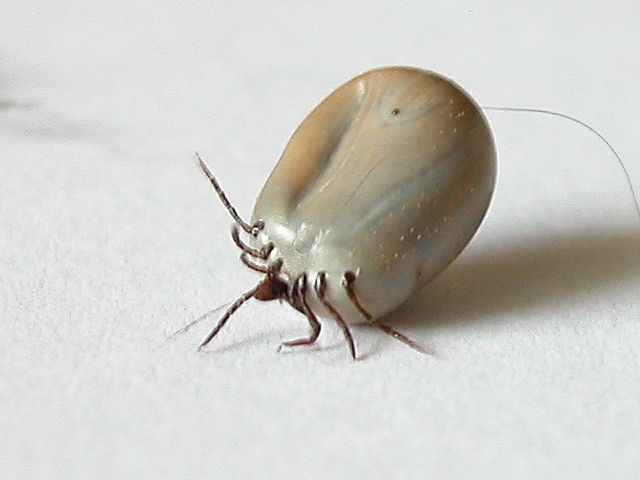 קרצית איקסודיד