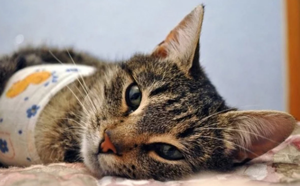 חתול שעובר טיפול