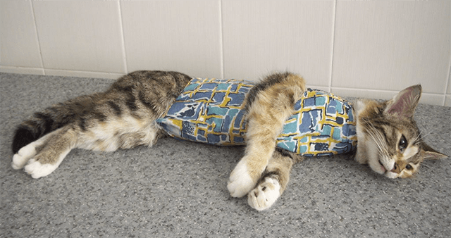 חתול לאחר ניתוח