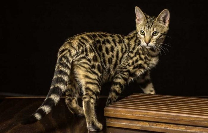 חתול סוואנה