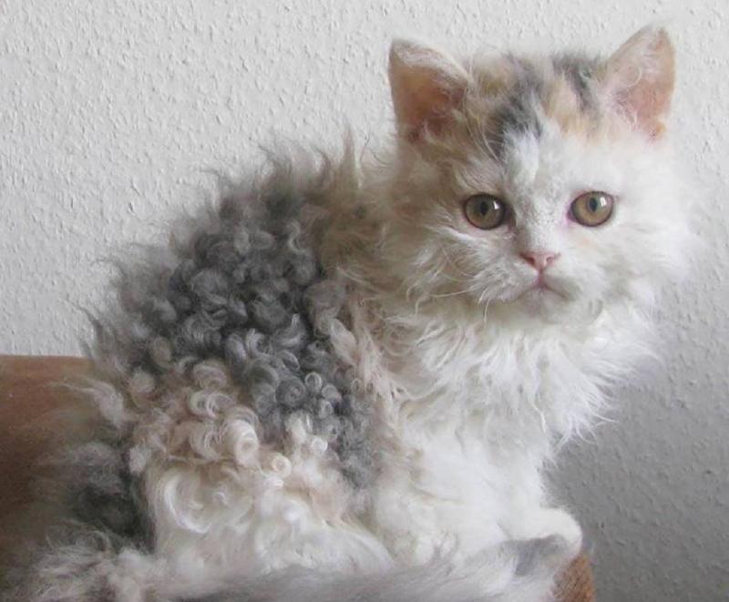 חתולים מתולתלים - שמות גזעים ותמונות