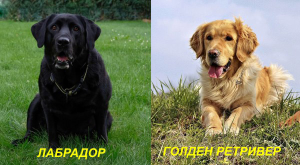 מה ההבדל בין לברדור לרטריבר?