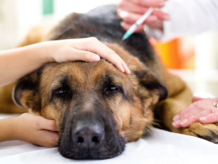 טיפול בכלבים