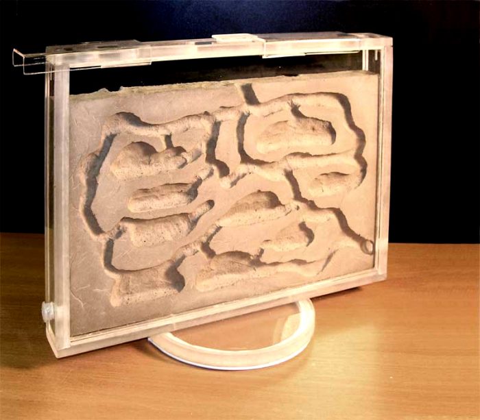 חוות נמלים עשויה מגבס