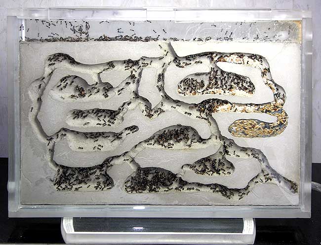 חוות נמלים עם תושבים